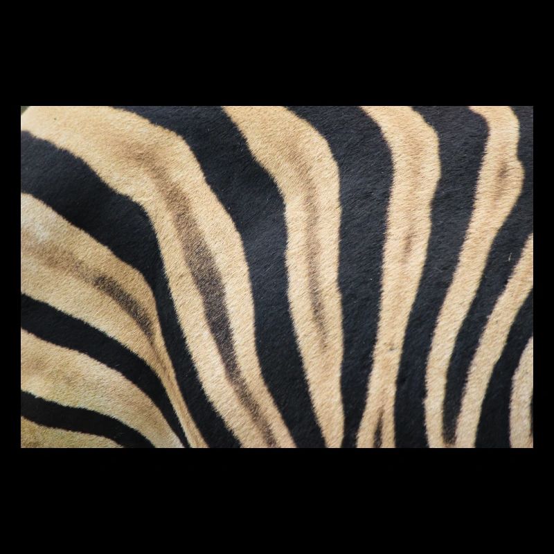 Zebra (auf Deutsch Zebra oder Zebras) Hippotigris