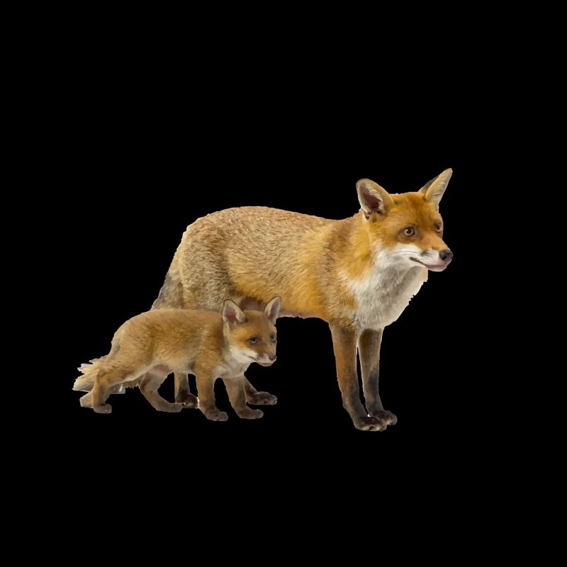 Fuchs
