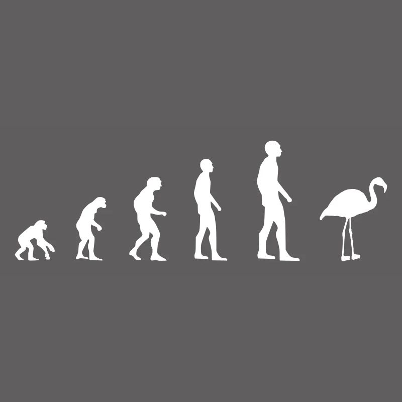 Flamingo – Evolution