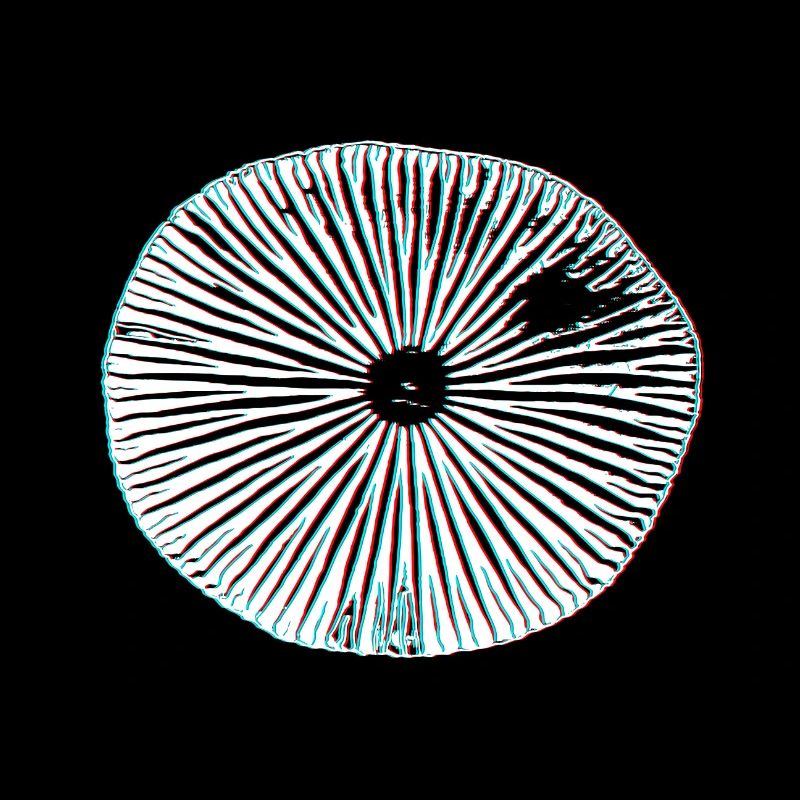 Champignons magiques psychédéliques impression 3D minimale