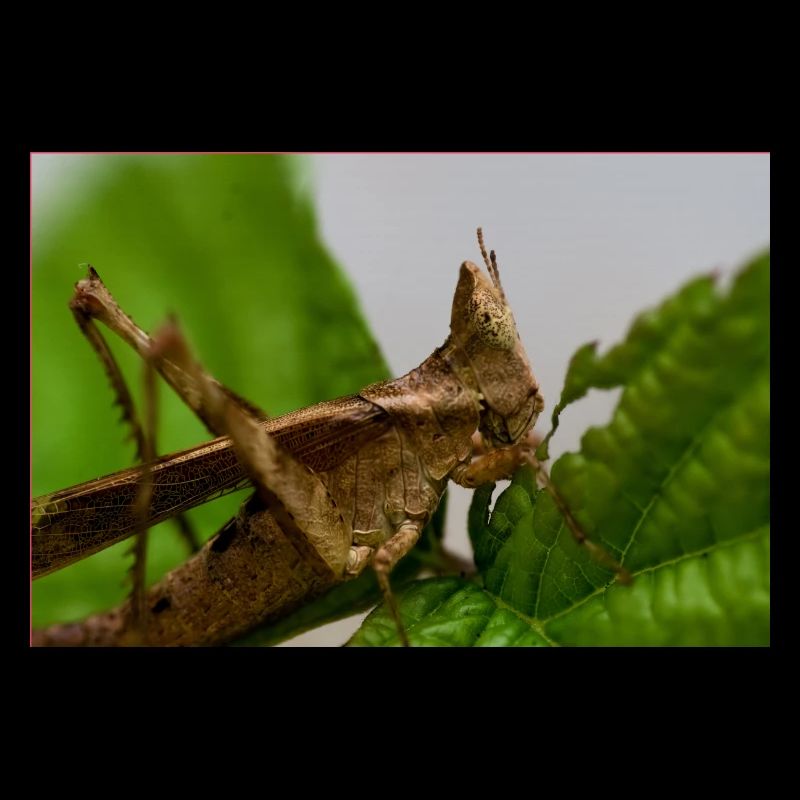Erianthus versicolor - Monkey Grasshopper