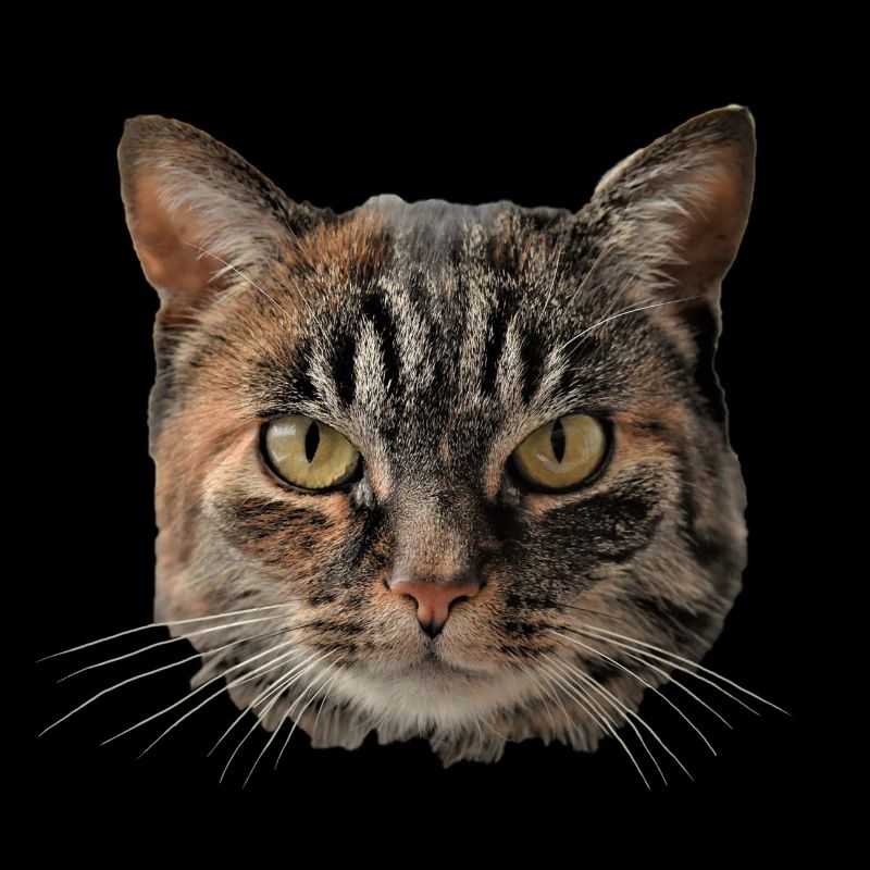 chat