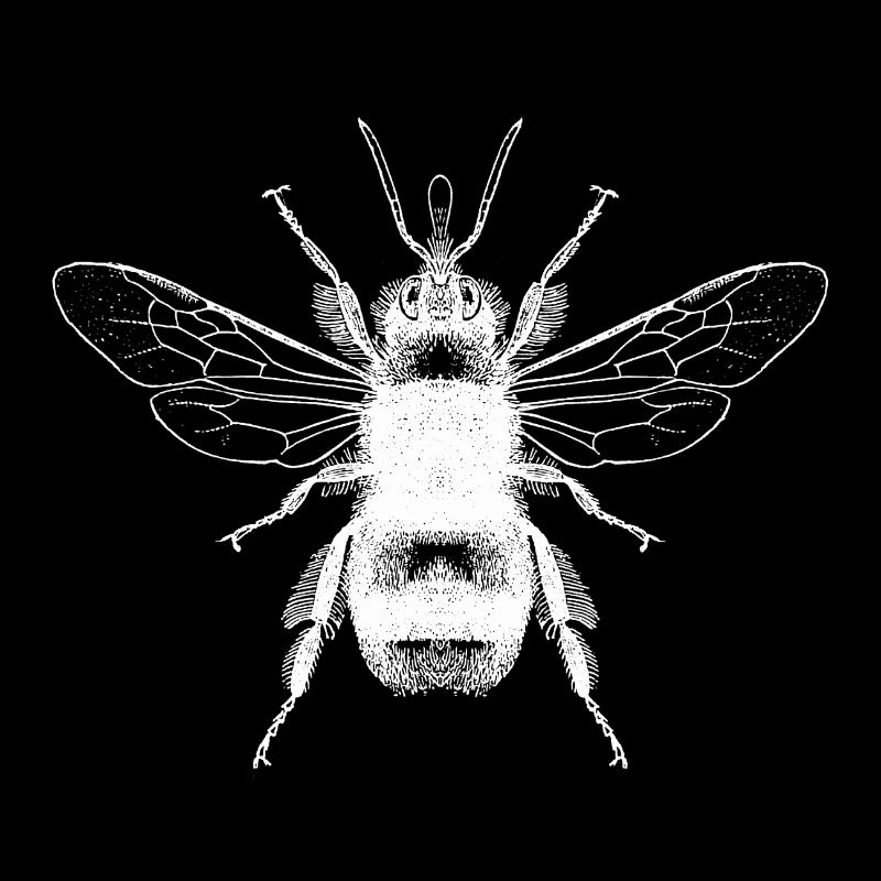 Hummel