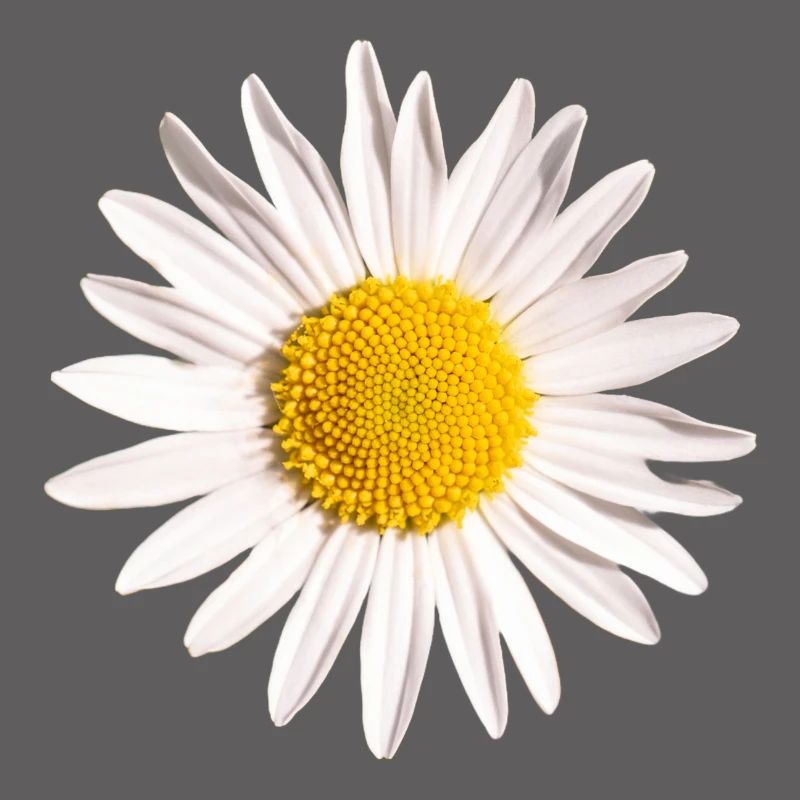 Gänseblümchen