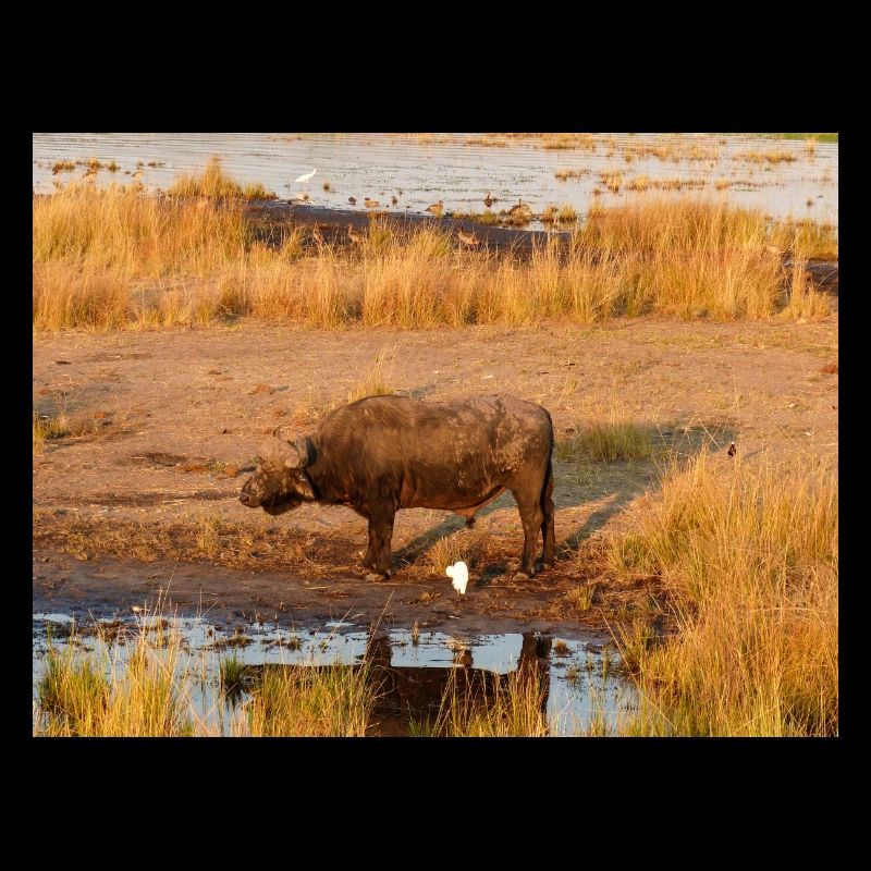 Afrikanische Kapbüffelherde Namibia Afrika