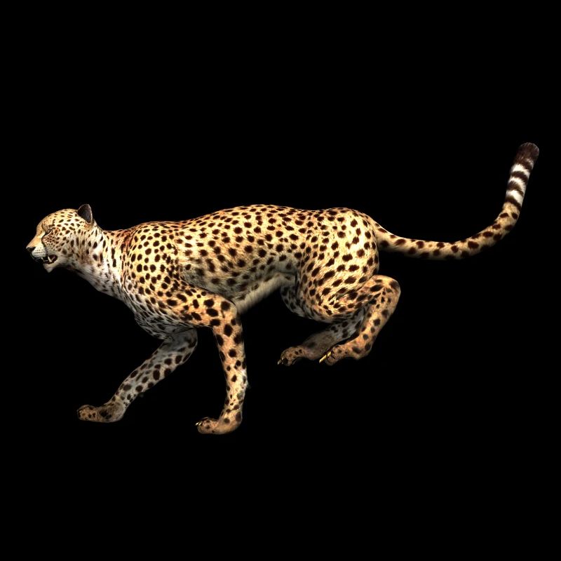 Guépard - Léopard à la course