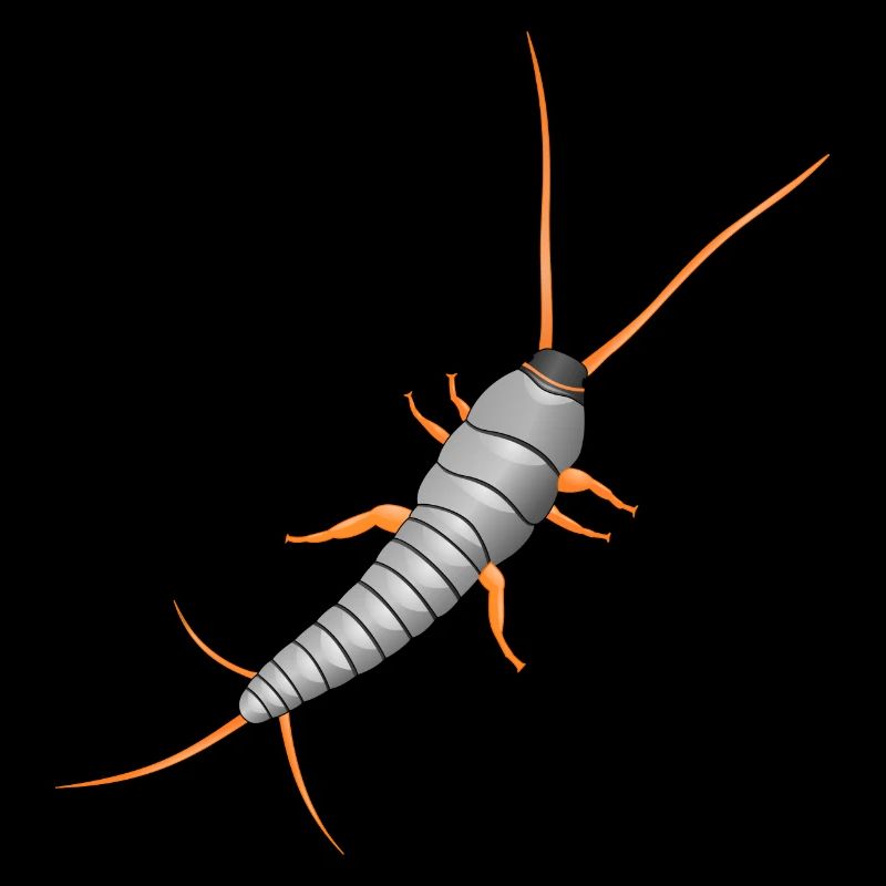 Silverfish, Lepisma saccharina, silverfish