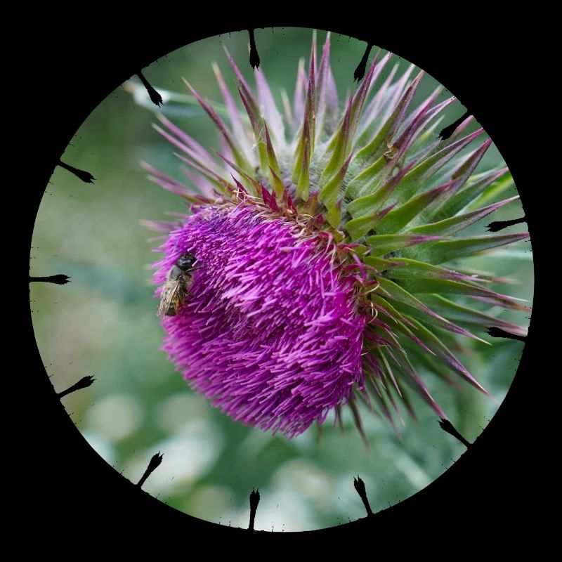 Die Distelblüte wird oft als Unkraut verschrien