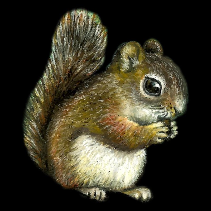 Baby squirrel