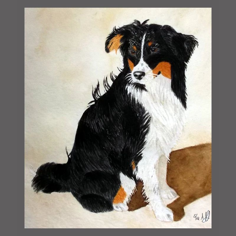 Sitzender Aussie Nanouk