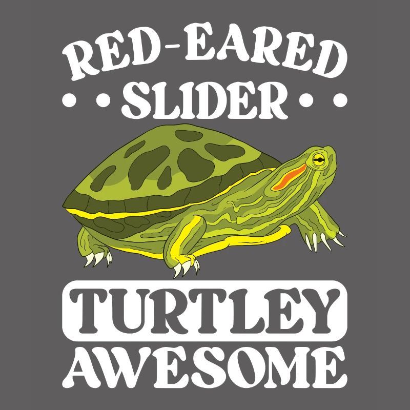Turtle Red-eared Turtle