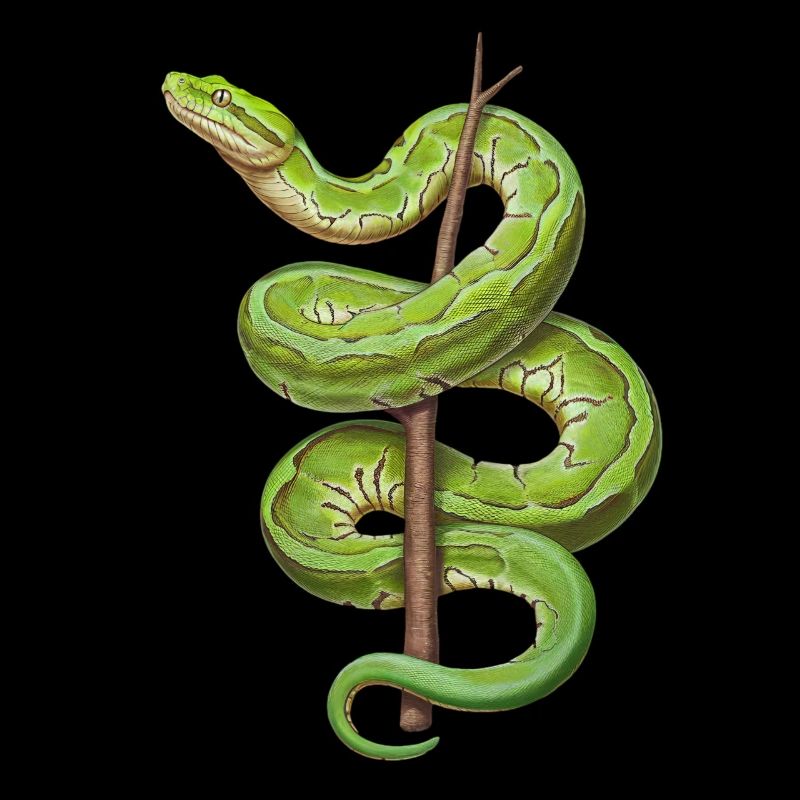 Arbre vert Python Serpents Amoureux Terrarium