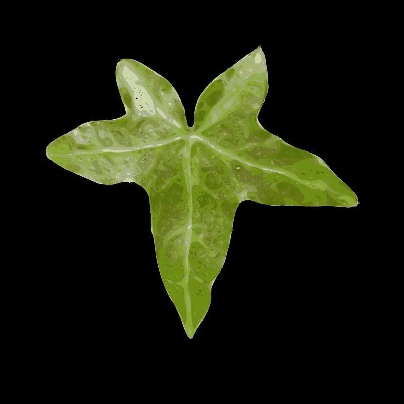 feuille de lierre