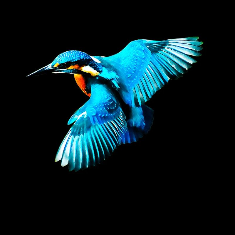 Eisvogel