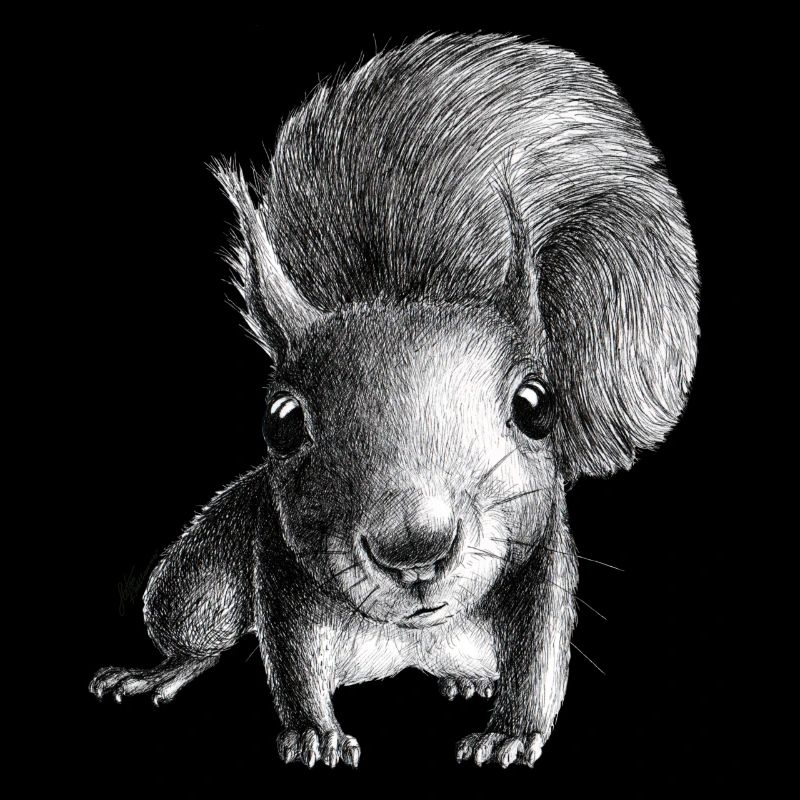 Eichhörnchen