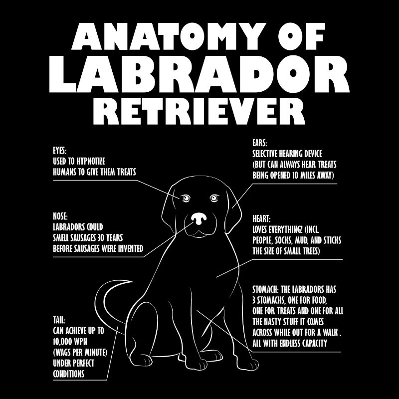 Labrador Retriever Anatomie propriétaire de chien cadeau