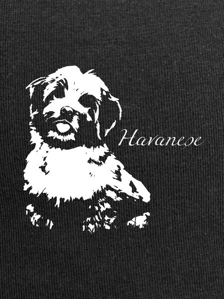 Havanese Havanese