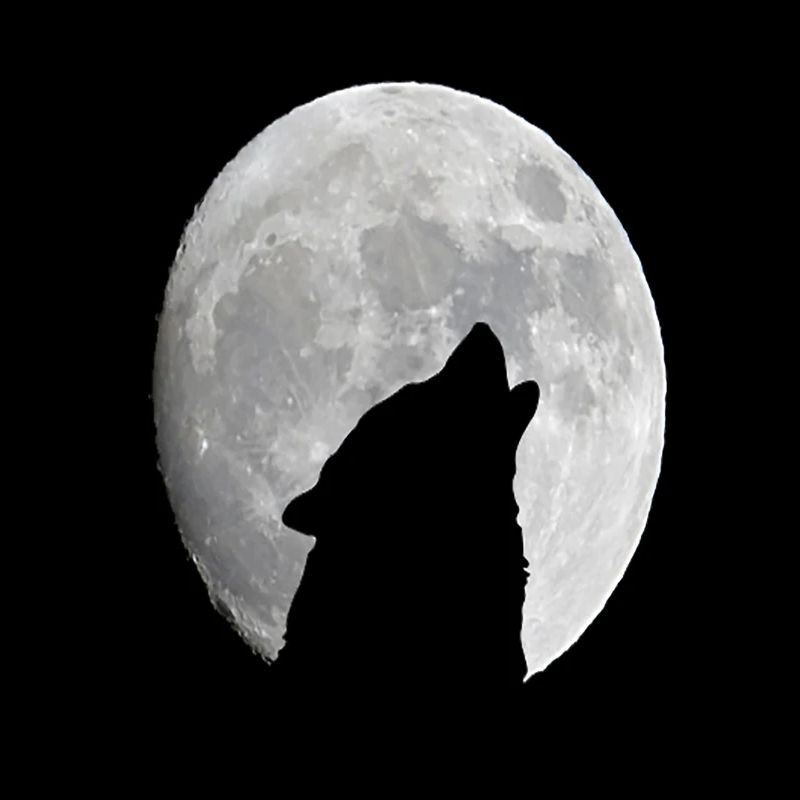 Wild Wolf Howling At The Full Moon