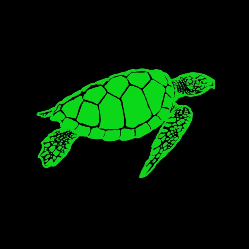 turtle