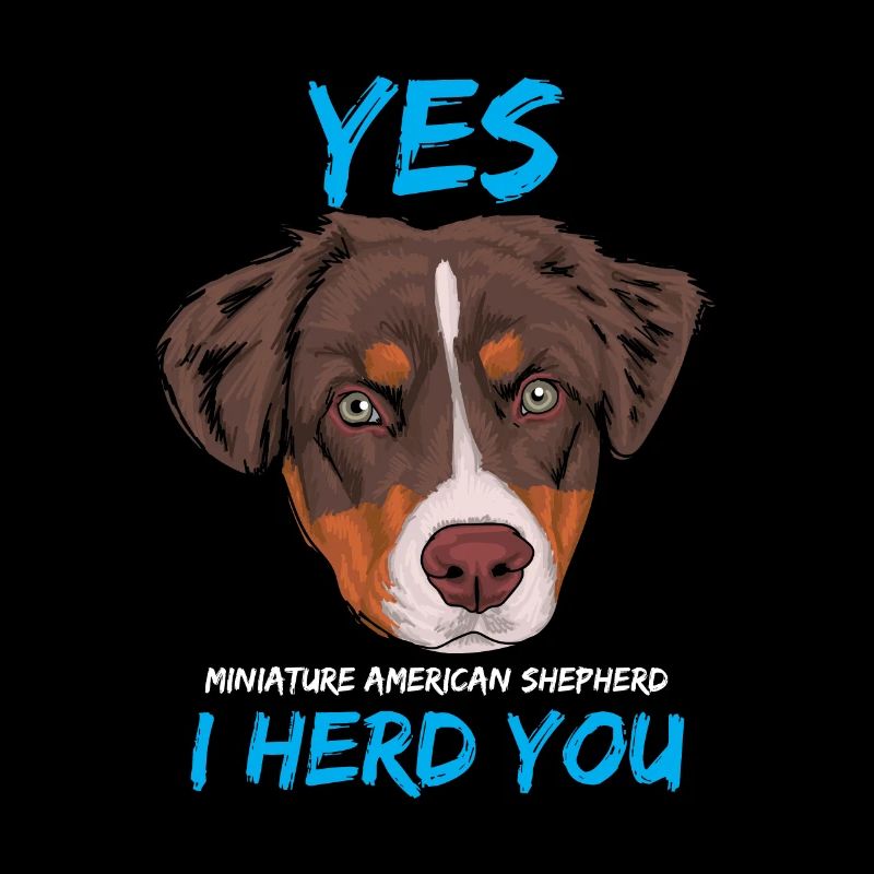 Mini American Shepherd Dog