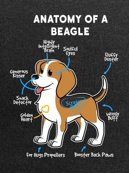 Dog Beagle