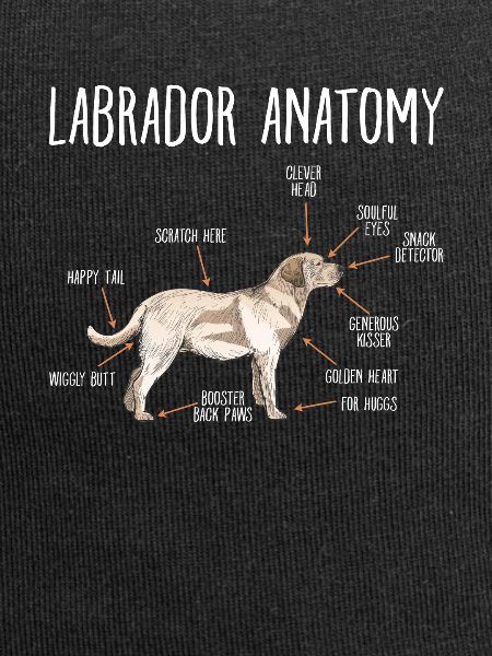 Labrador
