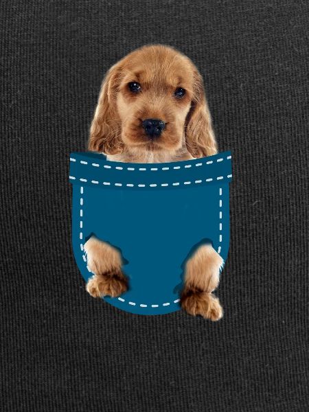 Cocker spaniel