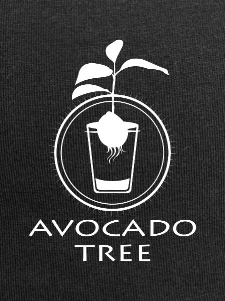 Avocado sapling