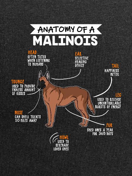 Anatomie des Malinois Hund Hundebesitzer
