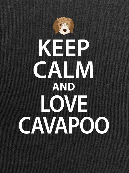 Chien Cavapoo