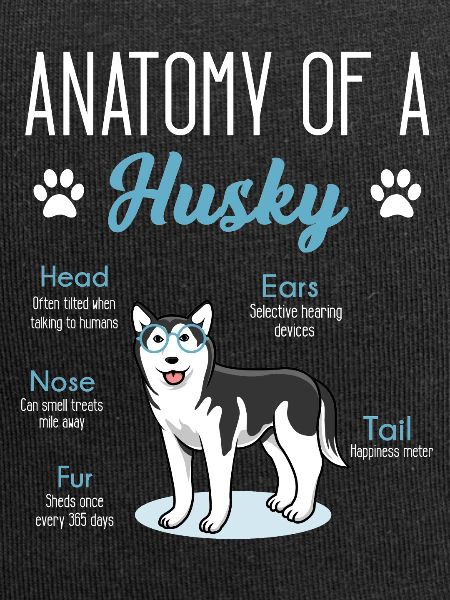 Husky dog