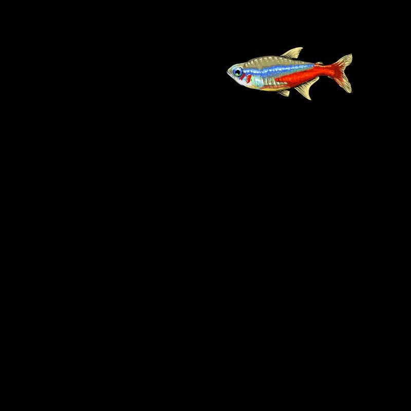 Neonsalmler Poisson poisson