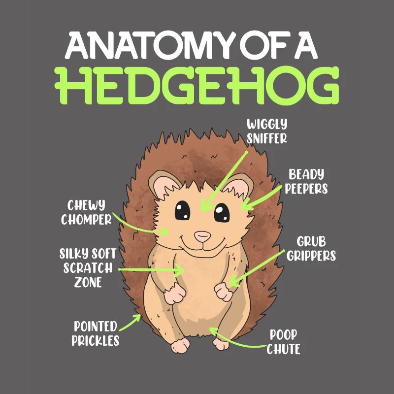 Anatomie eines Igel