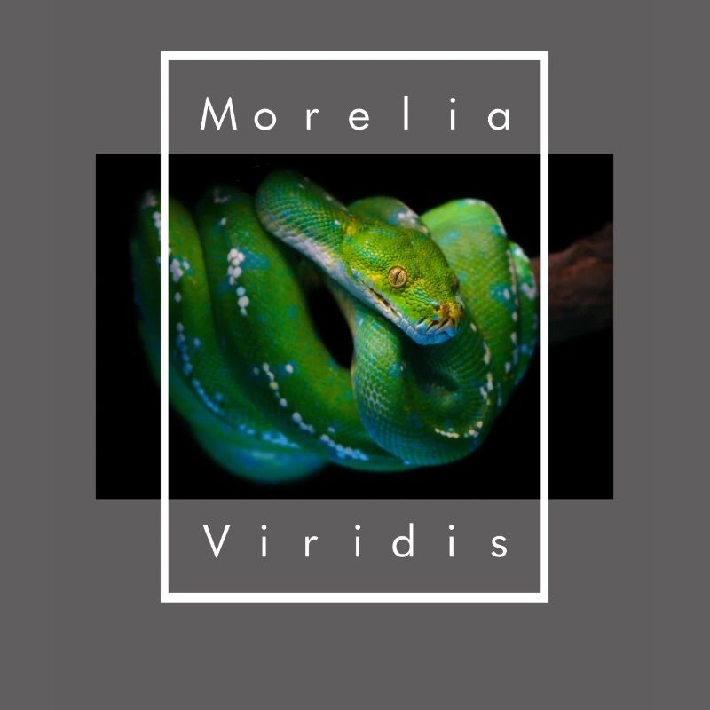 Morelia Viridis Green Tree Python Snake Keeper