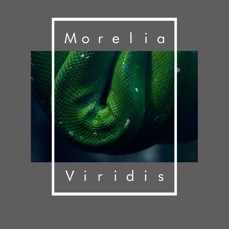 Green Tree Python Morelia Viridis Snake