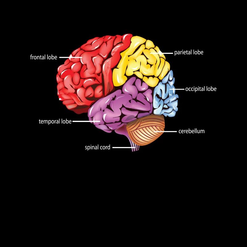 Neurology Diagram Brain Science
