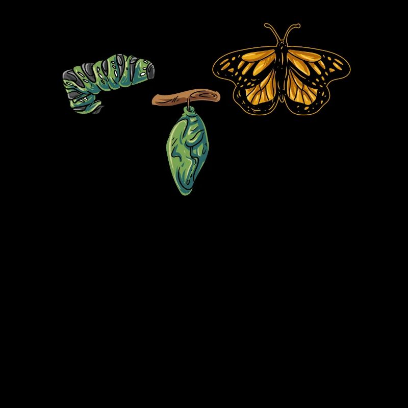 Évolution papillon