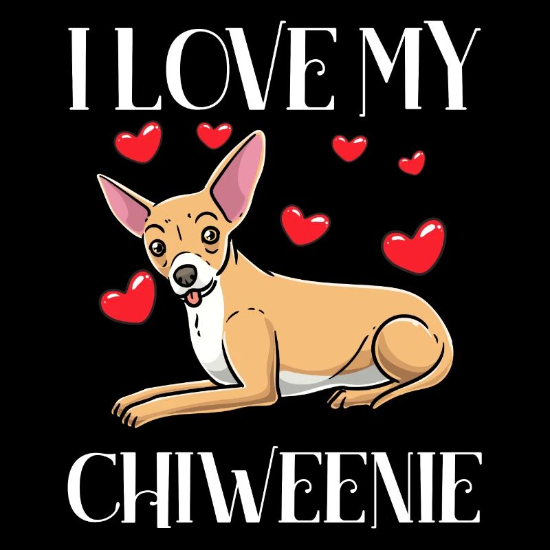 Chiweenie Dog