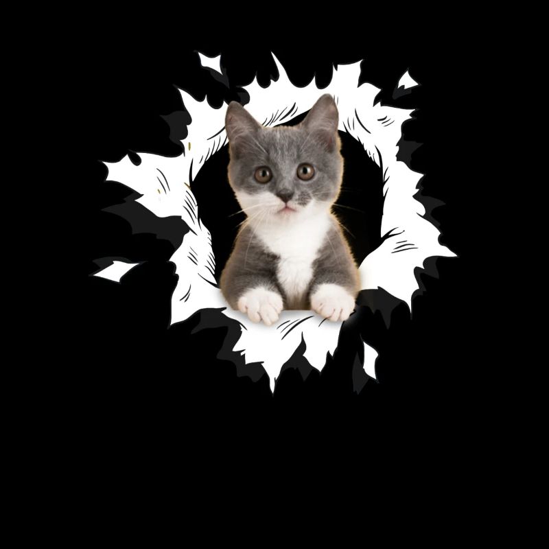 Mignon chaton déchiré chats chats amoureux