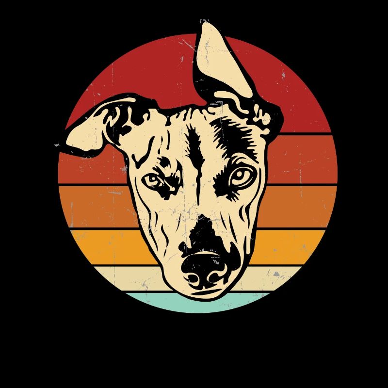 Whippet