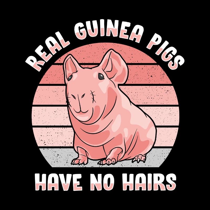 Cochon d’Inde sans poils Cochon maigre