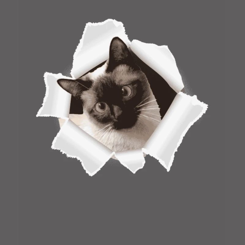 Chat mignon qui sort d’un trou