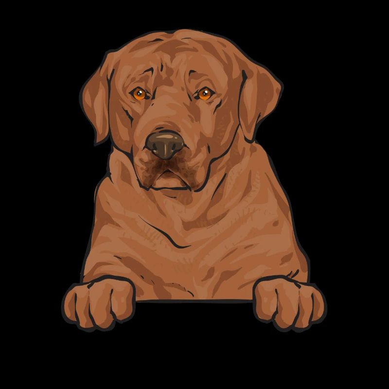 Foxred Labrador Fuchsroter Labrador Retriever