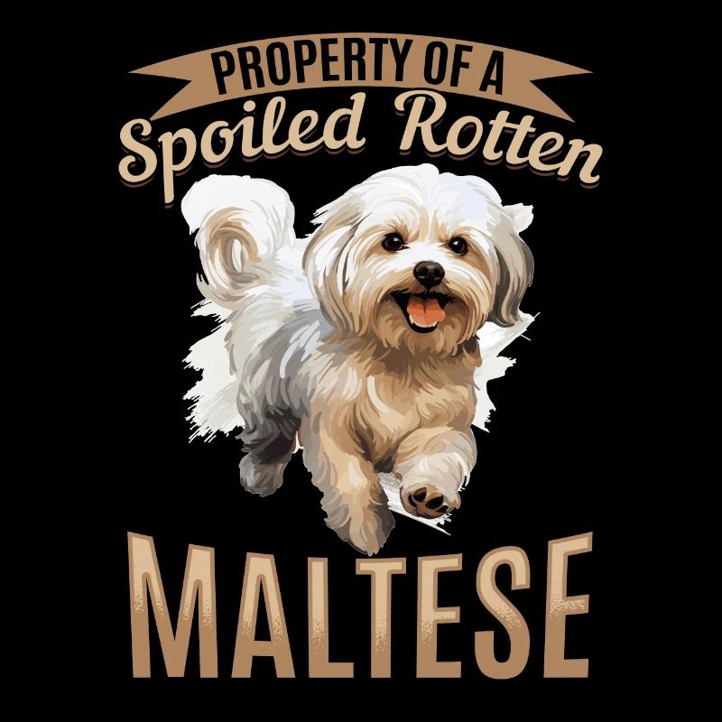 Chien maltais de race d’animaux de compagnie Propriété d’un gâté