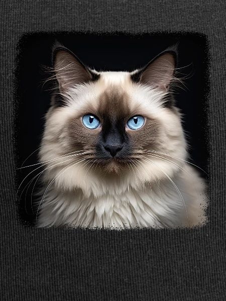 Birman Cat Birma Katze