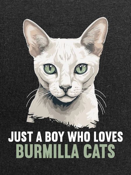 Burmilla Kitten Burmilla Cat