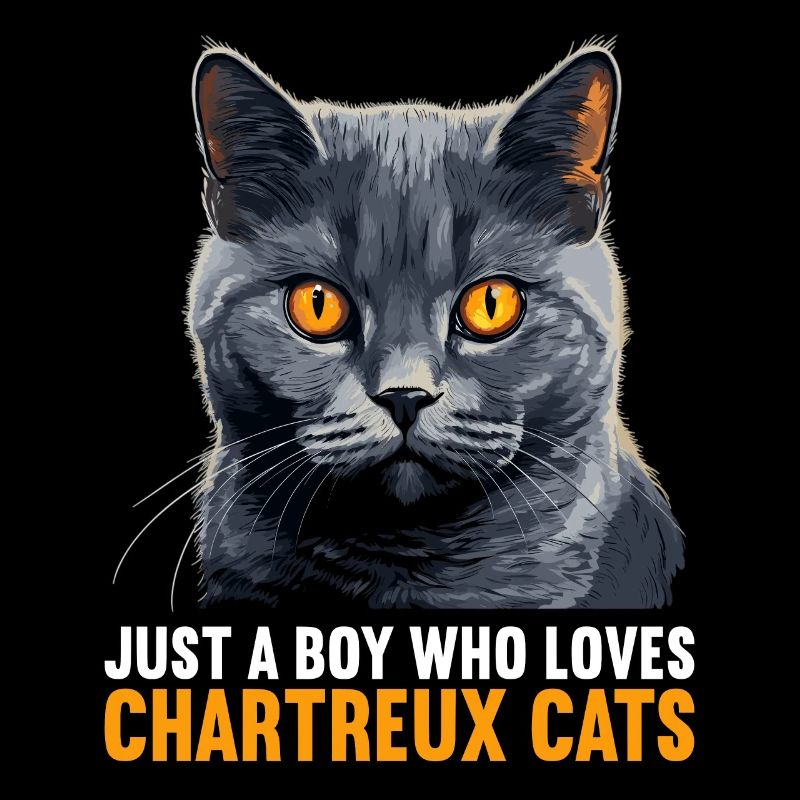 Chat Chartreux Chat Chartreux