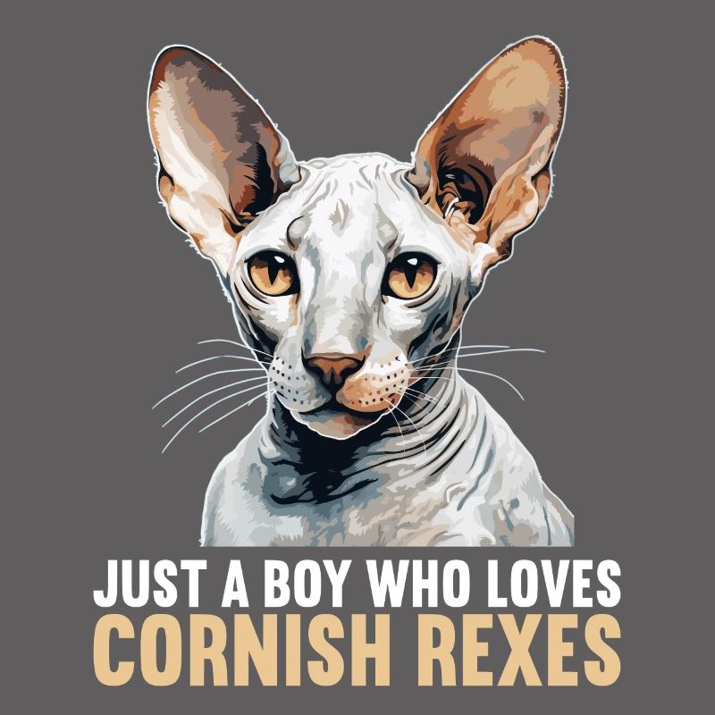 Cornish Rex Kätzchen Cornish Rex Katze