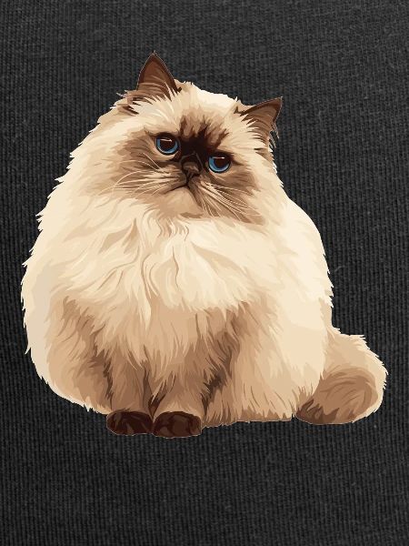 Himalayan Cat Colourpoint Katze