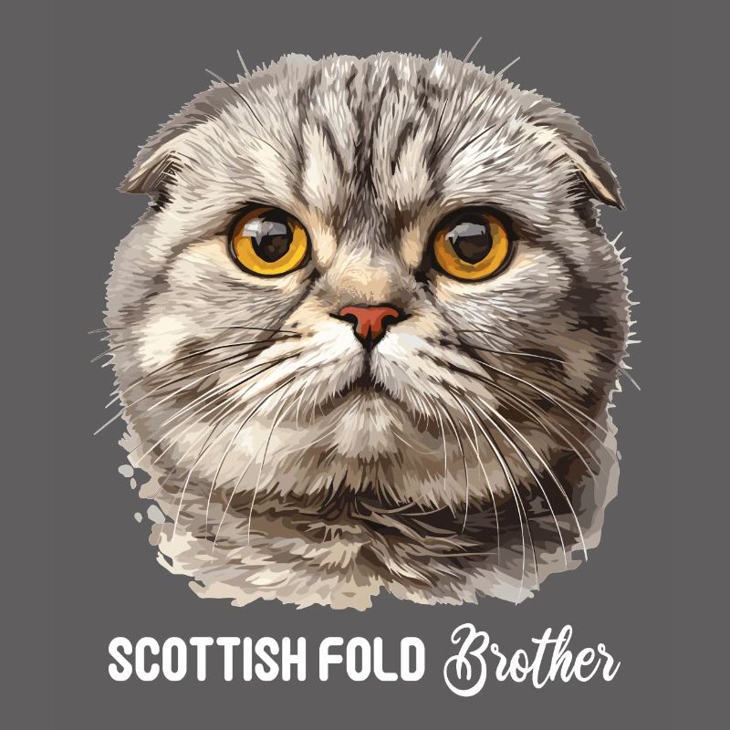 Scottish Fold Kätzchen Scottish Fold Katze